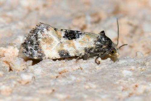 Cochylis dubitana